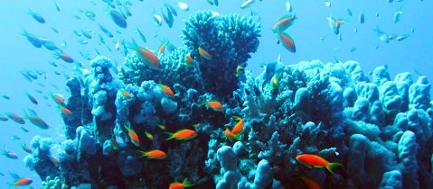 hurghada-coral-reef.jpg - Movenpick Resort Hurghada