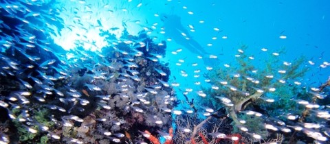 underwaterseascapeintro.jpg - Cruise, Cairo & Sharm 13 nts
