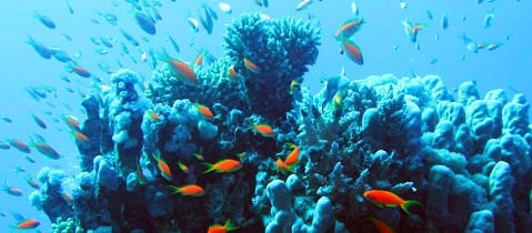 hurghada-coral-reef.jpg - Pyramids and Red Sea 